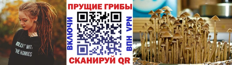Купить  Богородицк  Галлюциногенные грибы MAGIC MUSHROOMS 